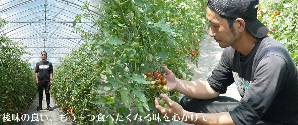 高橋さんはベテラントマト農家