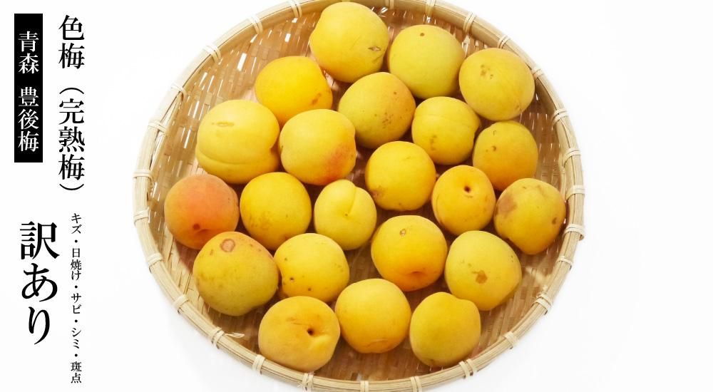 豊後梅 15kg 完熟梅 訳あり 梅 通販 訳あり生梅