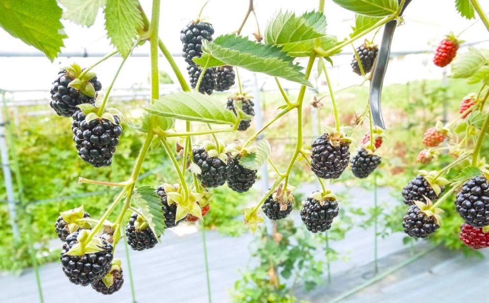 国産ブラックベリー トリプルクラウン