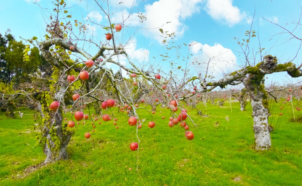 特別栽培認証農園のサンふじりんご　秋田りんご　たねざわ果樹園 果実庵とざわ