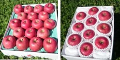 特別栽培りんご