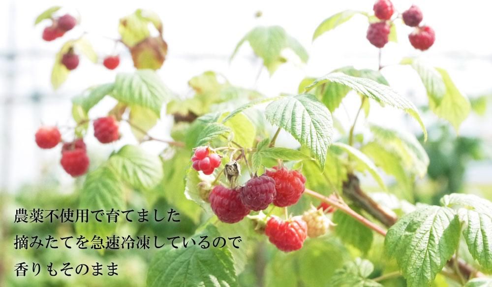ラスベリー　4kg　冷凍 冷凍）青森県産農薬・化学肥料不使用冷凍国産ラズベリー