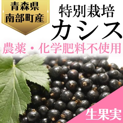 青森県産生カシス果実 特別栽培