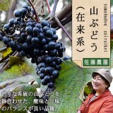 岩手山ぶどう（キャンベル交配種いわき）山葡萄通販