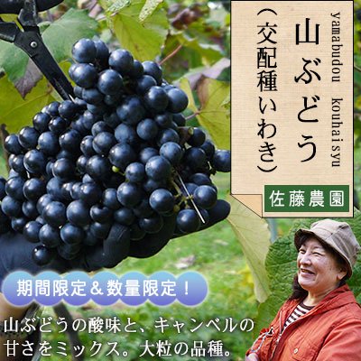 山葡萄の種35粒