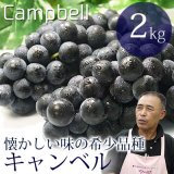 （冷蔵）青森県産ぶどうキャンベル（農薬不使用）【秀品】 約2kg（5〜7房）※9月中旬から発送予定