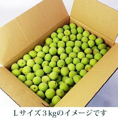 青森県産 手摘み　青梅箱込み 12kg弱 青森の青梅 [豊後梅ぶんごうめ]