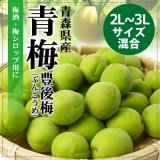（冷蔵）青森の青梅[豊後梅-ぶんごうめ-]2L〜3Lサイズ混合