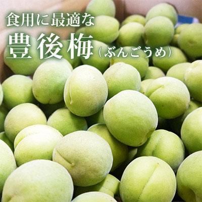 青森の青梅 [豊後梅ぶんごうめ] 4L～5Lサイズ