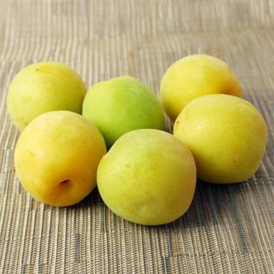 函館近郊産豊後梅20キロサイズL以上 函館近郊産豊後梅20キロサイズL以上 函館近郊産豊後梅20