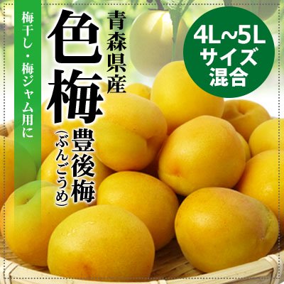 青森の完熟梅（豊後梅）4L～5Lサイズ