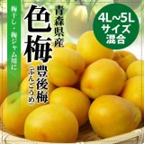 （冷蔵）青森の完熟梅[豊後梅-ぶんごうめ-]4L〜5Lサイズ混合