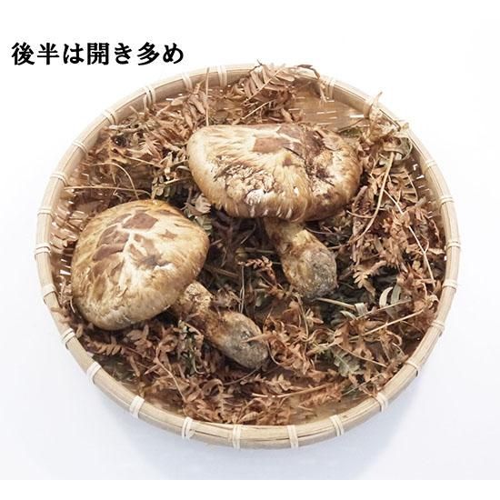 クリアランス半額 岩手県産新鮮松茸390g | www.cook-365.com