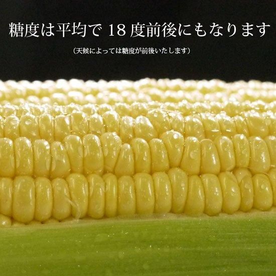 崎野農園 青森の嶽きみ 崎野農園 青森の嶽きみ
