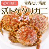（冷蔵）活トゲクリガニ（メス）[青森県産] 桜蟹（山光）
