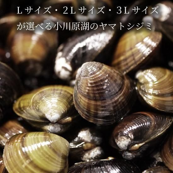 青森小川原湖産 天然冷凍ヤマトシジミ（大和しじみ）