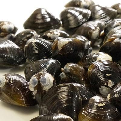 しじみ 青森小川原湖産 天然冷凍やまとしじみ