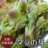（冷蔵）北東北の天然山菜 タラの芽（タラノキ）サイズ混合[佐藤さん]※4月中旬から発送予定