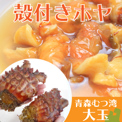 むつ湾産活ホヤ大玉 むつ湾産活ホヤ大玉