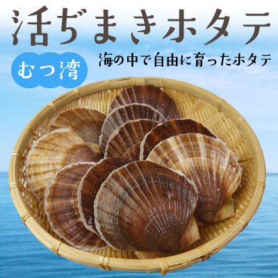 青森むつ湾活ぢまきホタテ約2kg