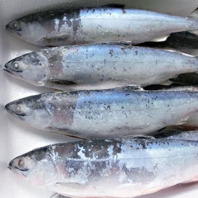 冷凍十和田湖ひめます 約1kg 十和田湖増殖漁業協同組合 冷凍十和田湖ひめます 約1kg 十和田湖増殖漁業協同組合