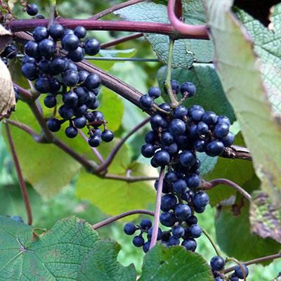 岩手県産山ぶどう100％原液ジュース無添加・無加糖