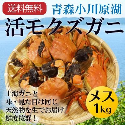 冷蔵 活モクズガニ オス メス混合約1kg 5 8杯 小川原湖漁協協同組合 東北 関東限定発送