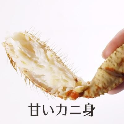 青森トゲクリガニ オス 青森トゲクリガニ オス