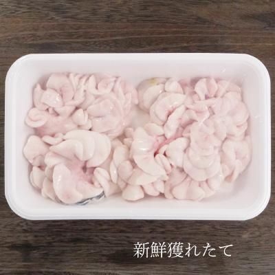 バニラ 白子筍 3キロ　クール 朝堀りたけのこ 竹の子 筍 白子タケノコ 桑名のたけのこ