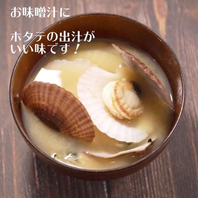 青森むつ湾活ベビーホタテ 帆立の稚貝 青森むつ湾活ベビーホタテ 帆立の稚貝