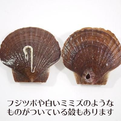 青森むつ湾活ベビーホタテ 帆立の稚貝 青森むつ湾活ベビーホタテ 帆立の稚貝