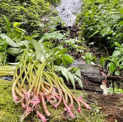 山菜　ミズ　葉処理済み　700g 少し多め　新潟県産　　　　　　採れたて新鮮発送 山菜ミズ 新潟県産 採れたて発送 - メルカリ