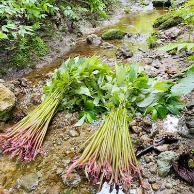 青森の天然山菜ミズ みず 青森の天然山菜ミズ みず