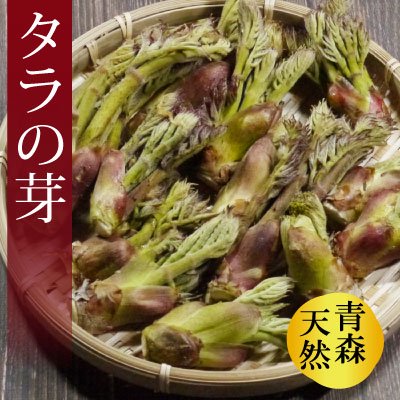 青森の天然山菜 タラの芽（タラノキ・タラノメ）