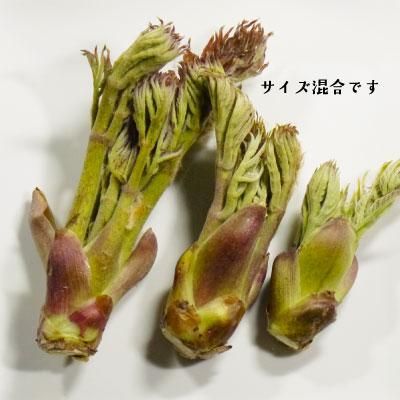 青森の天然山菜 タラの芽(タラノキ・タラノメ) 青森の天然山菜 タラの芽(タラノキ・タラノメ)