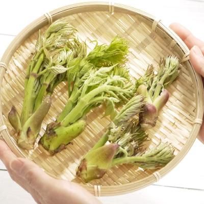 青森の天然山菜 タラの芽(タラノキ・タラノメ) 青森の天然山菜 タラの芽(タラノキ・タラノメ)