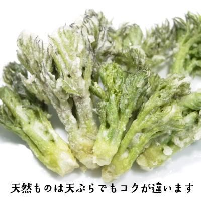 青森の天然山菜 タラの芽(タラノキ・タラノメ) 青森の天然山菜 タラの芽(タラノキ・タラノメ)