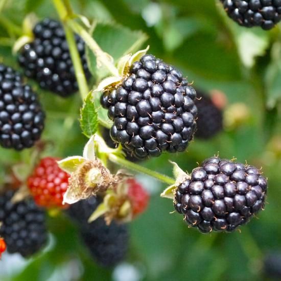OK　ブラックベリー　トリプルクラウン　生食　1.2㌔( クール便対応) 楽天市場】トゲなし ブラックベリー 【トリプルクラウン】 5号