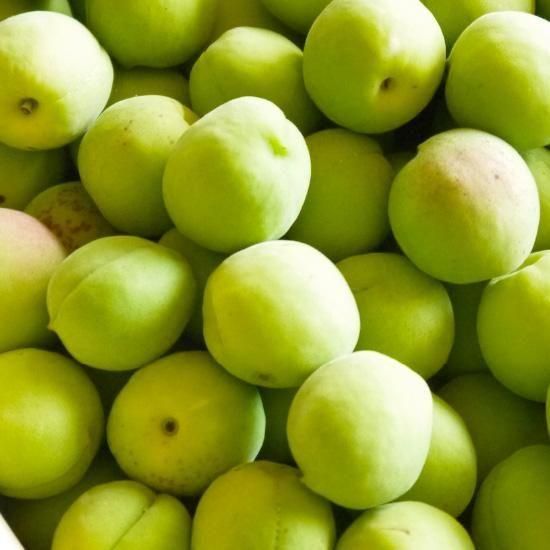 青森の青梅 [豊後梅ぶんごうめ]