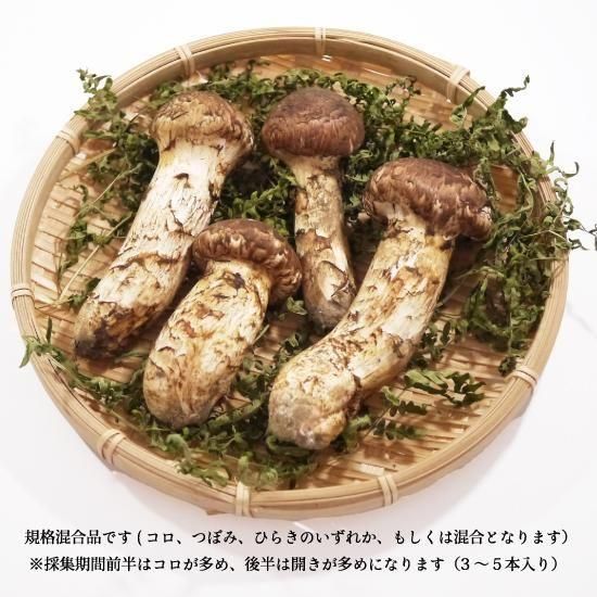 岩手県産天然松茸 マツタケ