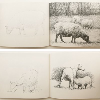 ヘンリー・ムーア【Henry Moore's Sheep Sketchbook】 -  京都にある、美術洋書＆海外画集を取り扱う本屋『アートブック・ユリーカ』