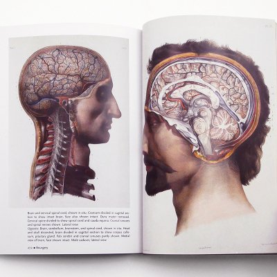 Human Anatomy】 - 京都にある、美術洋書＆海外画集を取り扱う本屋 