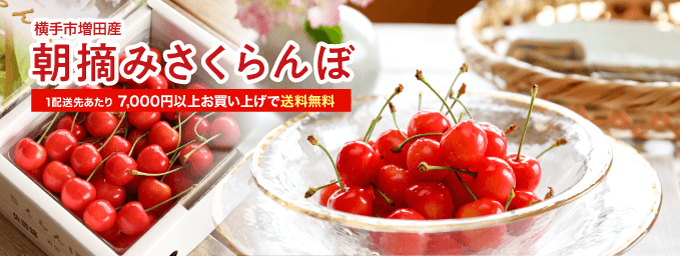朝摘みさくらんぼ