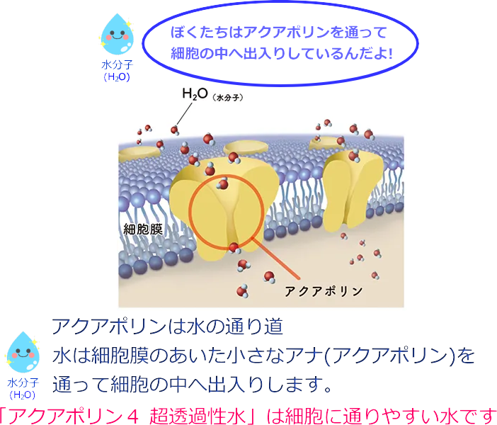 アクアポリン4　超透過性水は細胞に入りやすい水