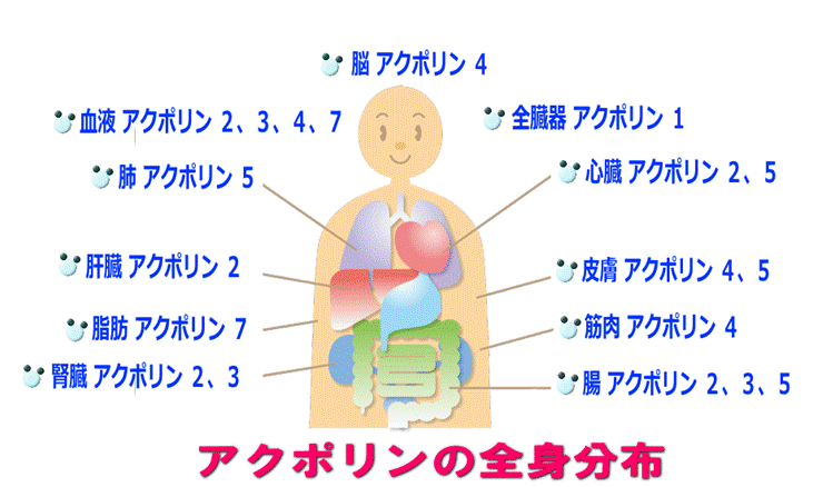 アクアポリン全身分布