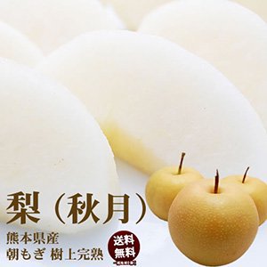 熊本県産 朝もぎ樹上完熟梨 秋月 秀品3kg【2箱購入で送料無料】9月中旬