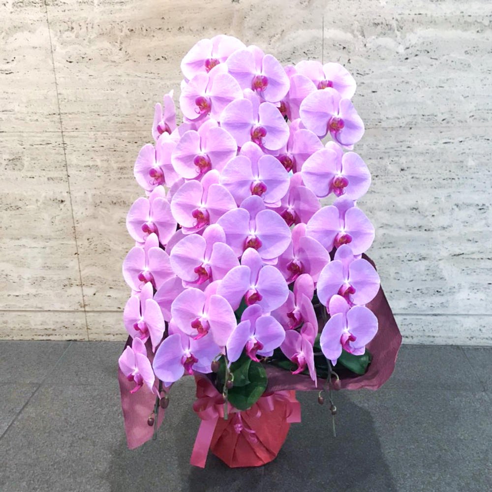 ピンク胡蝶蘭3本立ち フラワー バルーンショップ Blossom 神戸 三宮店