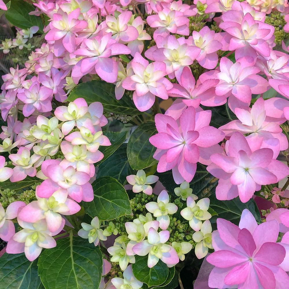 アジサイ鉢植え ダンスパーティ 5号サイズ フラワー バルーンショップ Blossom 神戸 三宮店 アジサイ鉢植え ダンスパーティ 5号サイズ フラワー バルーンショップ Blossom 神戸 三宮店