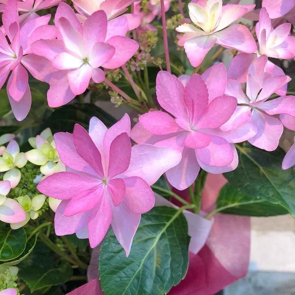 アジサイ鉢植え ダンスパーティ 5号サイズ フラワー バルーンショップ Blossom 神戸 三宮店 アジサイ鉢植え ダンスパーティ 5号サイズ フラワー バルーンショップ Blossom 神戸 三宮店