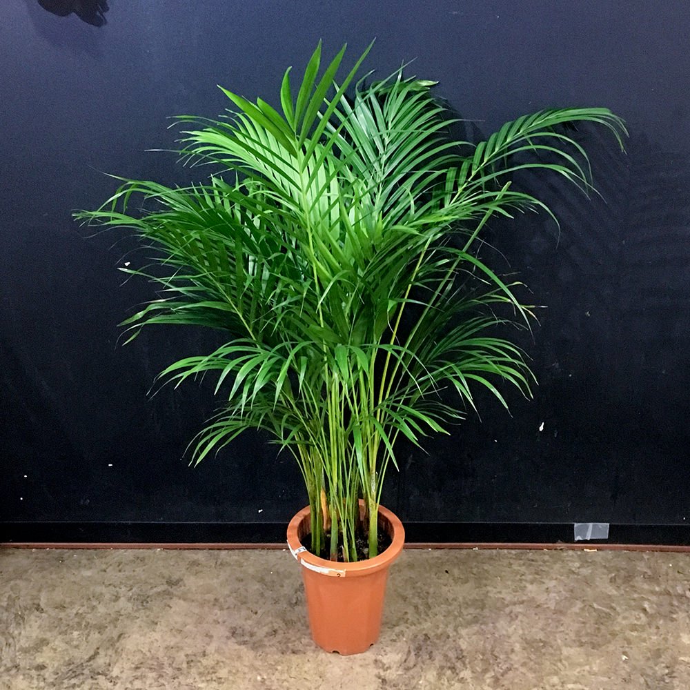 単品購入可 アレカヤシ 観葉植物 - 植物/観葉植物